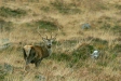Red Deer